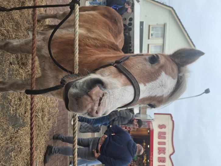 Haflinger gezocht!!!!!!!!!!!!!, Dieren en Toebehoren, Vermiste en Gevonden Dieren
