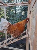 Haan, Dieren en Toebehoren, Pluimvee, Mannelijk, Kip