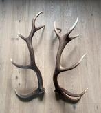 Afwerpstang gewei hert 84 cm, Verzamelen, Dierenverzamelingen, Ophalen, Zo goed als nieuw, Hert, Gewei of Kop