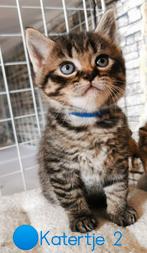🩷Super mooie kittens te koop [Perzische / Britse korthaar], Dieren en Toebehoren, Katten en Kittens | Raskatten | Korthaar, Meerdere dieren
