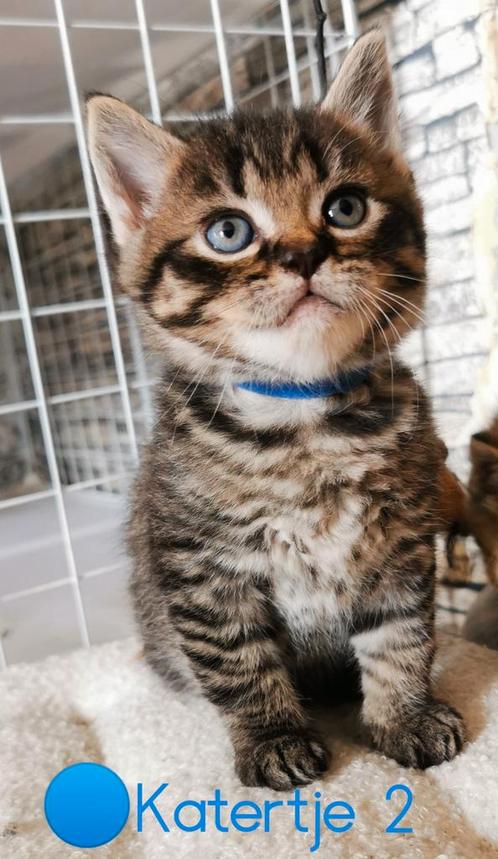 🩷Super mooie kittens te koop [Perzische / Britse korthaar], Dieren en Toebehoren, Katten en Kittens | Raskatten | Korthaar, Meerdere dieren