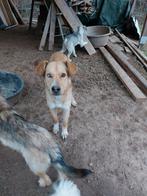 Leuke hondjes ter adoptie!, Rabiës (hondsdolheid), 15 weken tot 1 jaar, Handelaar, Buitenland