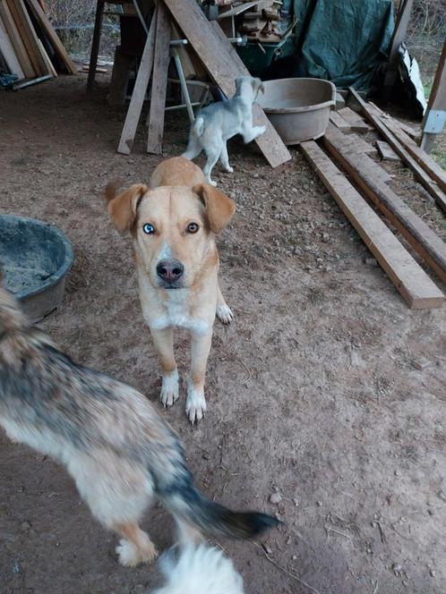 Leuke hondjes ter adoptie!, Dieren en Toebehoren, Honden | Niet-rashonden, Klein, Meerdere dieren, Handelaar, Meerdere, Buitenland
