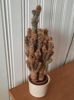 Cactus in pot hoogte 40 cm, Ophalen, Cactus, In pot, Minder dan 100 cm