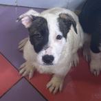 ACE: Pirata is een aandoenlijk lieverdje, Dieren en Toebehoren, Particulier, 8 tot 15 weken, Buitenland, Teef