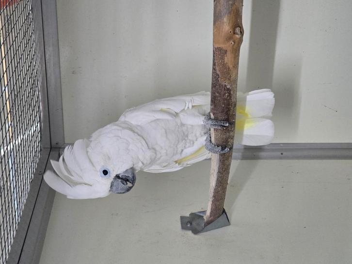 Diverse papagaaien parkieten bij animal trade, Dieren en Toebehoren, Vogels | Parkieten en Papegaaien, Papegaai, Meerdere dieren