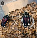 Mecynorrhina torquata ugandensis, Dieren en Toebehoren, Overige soorten