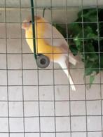 Koppel Noordse Goudvinken, Meerdere dieren, Wildzangvogel, Geringd