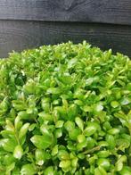 Ilex bollen 20 tot 110 cm! Buxus bollen vervanger!, Tuin en Terras, Planten | Struiken en Hagen, Ophalen, Hulst, Haag, Minder dan 100 cm