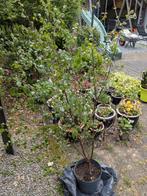 Jonge berk struik/boom, Tuin en Terras, Planten | Bomen, Ophalen, Bloeit niet, Overige soorten, 100 tot 250 cm
