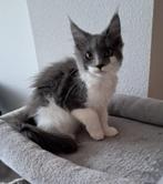 Maine coon, Dieren en Toebehoren, Katten en Kittens | Raskatten | Langhaar, Kater