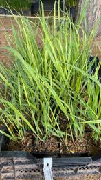 24x Panicum virgatum ‘Heavy Metal’ P9 potje, Ophalen, Volle zon, Vaste plant, Siergrassen