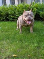 American bully pocket teef, Particulier, Overige rassen, 1 tot 2 jaar, Buitenland