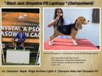 Ter Dekking: Import Beagle / Kampioensafstamming/DNA-Getest., Rabiës (hondsdolheid), 1 tot 2 jaar, Fokker | Professioneel, Reu