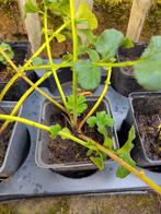 Jonge plantjes: Knikkend nagelkruid, zenegroen, etc., Overige soorten, Vaste plant, Ophalen of Verzenden, Halfschaduw