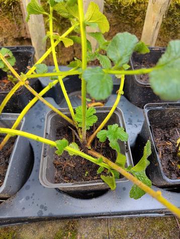 Jonge plantjes: Knikkend nagelkruid, zenegroen, etc. beschikbaar voor biedingen