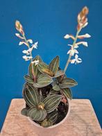 Orchidee Ludisia Discolor p12, Ophalen of Verzenden, Halfschaduw, Minder dan 100 cm