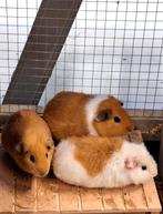 Cavia´s, Cavia, Meerdere dieren, Tam