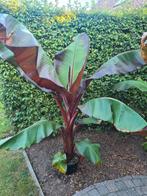 Ensete vitricosem maurelli, Ophalen