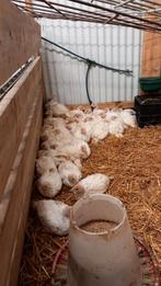 Amerikaanse breedborst kalkoen hennen te koop, Dieren en Toebehoren, Pluimvee, Mannelijk, Kalkoen