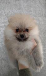 Pomeranian Dwergkees Reu 💙 8 weken oud, Dieren en Toebehoren, CDV (hondenziekte), Particulier, 8 tot 15 weken, Reu