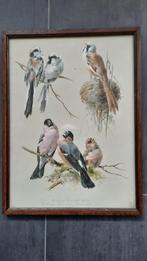 Serie Litho's van vogels, Antiek en Kunst, Kunst | Litho's en Zeefdrukken, Ophalen of Verzenden