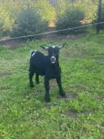 mooie bok, Dieren en Toebehoren, Schapen, Geiten en Varkens, Mannelijk, Geit, 0 tot 2 jaar