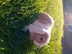 Minilobs jong konijn, Dieren en Toebehoren, Konijnen, Meerdere dieren, Dwerg, 0 tot 2 jaar