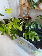 Twee mooie kamerplanten, Huis en Inrichting, Kamerplanten, Ophalen, Overige soorten, Minder dan 100 cm