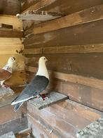 Hoogvlieger - doffer, Dieren en Toebehoren, Vogels | Duiven, Mannelijk, Kropper