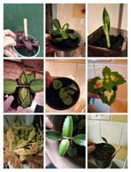 Allerlei stekjes hangplant, coleus, saxifraga, bananenplant, Ophalen of Verzenden, Overige soorten, Minder dan 100 cm