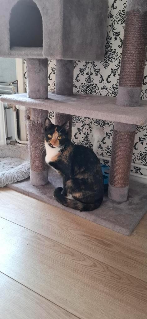 Lapjes kat en 2 rooie broertjes, Dieren en Toebehoren, Katten en Kittens | Overige Katten, Kater