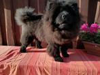 Prachtige zwarte en rode chow chow, Particulier, 15 weken tot 1 jaar, Overige rassen, Buitenland