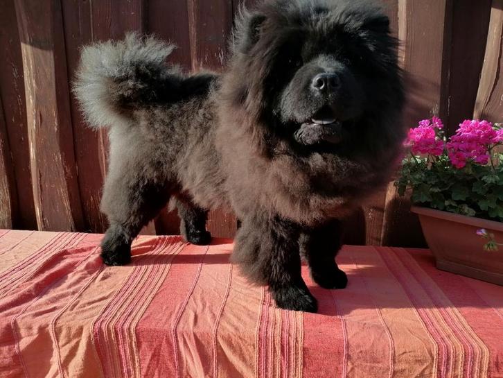 Prachtige zwarte en rode chow chow, Dieren en Toebehoren, Honden | Poolhonden, Keeshonden en Oertypen, Teef, Overige rassen, Particulier