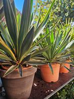 Palmbomen winterhard,  diverse maten, Tuin en Terras, Planten | Bomen, Volle zon, Ophalen of Verzenden, 100 tot 250 cm, Zomer