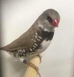 Gezocht enkele Diamantvinkjes (poppen), Dieren en Toebehoren, Mannelijk, Tropenvogel