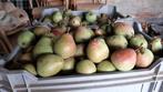 Biologische Brederode peren. Stoofperen., Ophalen