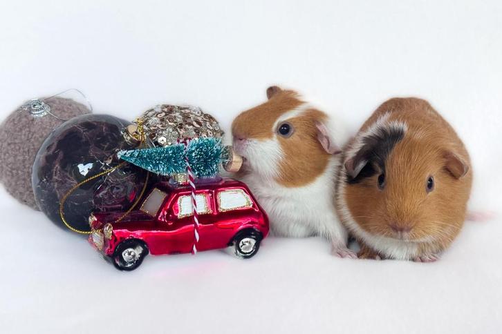 Twee lieve zusjes gladhaar zeugen choco-buff-wit, Dieren en Toebehoren, Knaagdieren, Vrouwelijk, Cavia, November, Tam