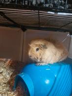Te koop lieve cavia, April, Mannelijk, Cavia