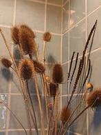 Zaden kaardenbol, Ophalen of Verzenden, Volle zon, Zaad