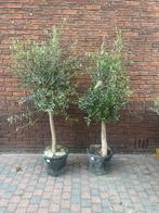 2x olijfboom, Tuin en Terras, Planten | Bomen, Ophalen of Verzenden, Volle zon, Olijfboom, 100 tot 250 cm