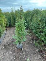 Portugese laurier - 140/175cm ACTIEPRIJS, Ophalen, Laurier, Haag, 100 tot 250 cm