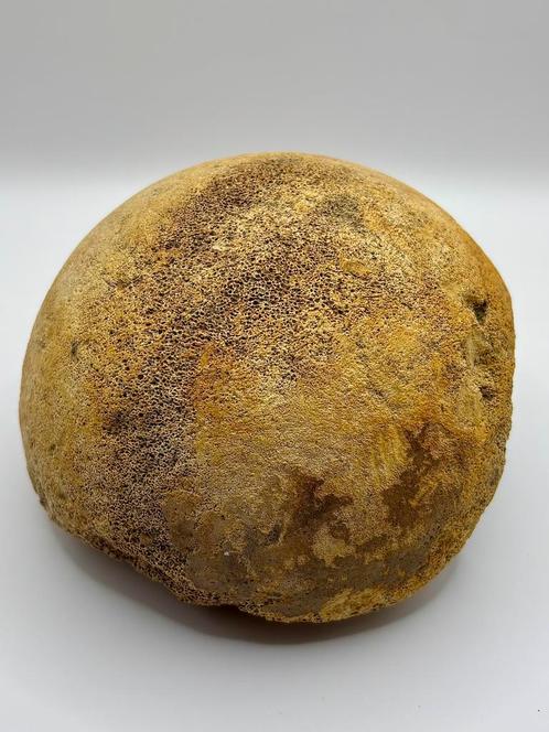 Dijbeen kop Wolharige Mammoet, Verzamelen, Mineralen en Fossielen, Fossiel, Ophalen of Verzenden