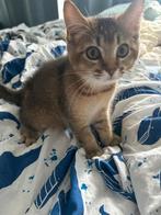 Kitten Brits x mainecoon, Dieren en Toebehoren, Poes, Kortharig, 0 tot 2 jaar
