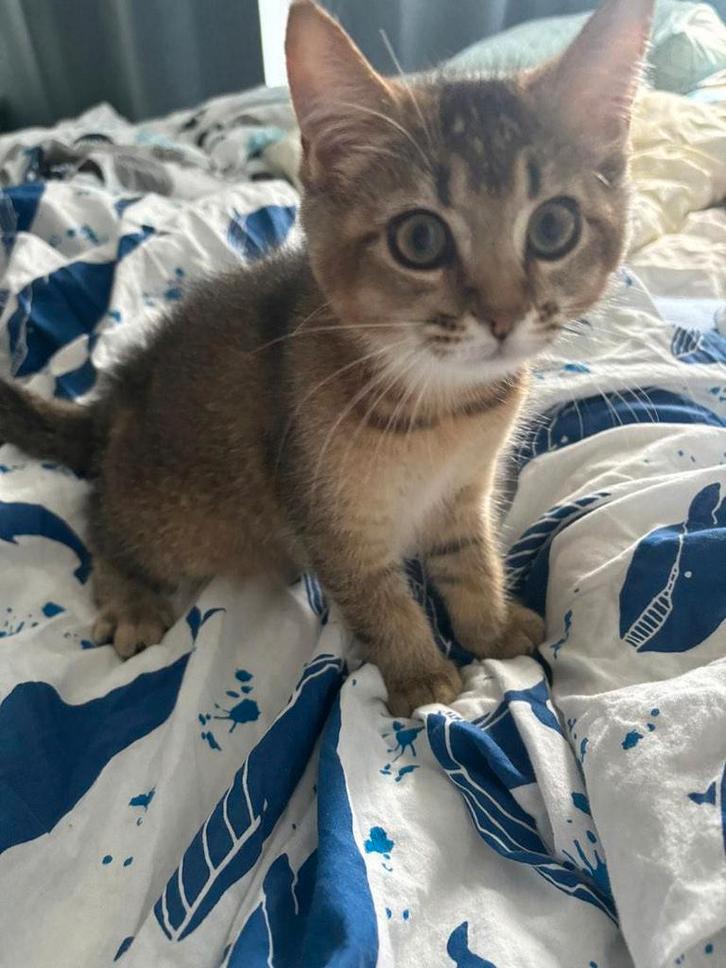 Kitten Brits x mainecoon, Dieren en Toebehoren, Katten en Kittens | Overige Katten, Kortharig, Poes, 0 tot 2 jaar