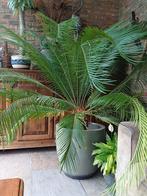 Cycas Revoluta, Ophalen, Bloeit niet, Vaste plant, Overige soorten