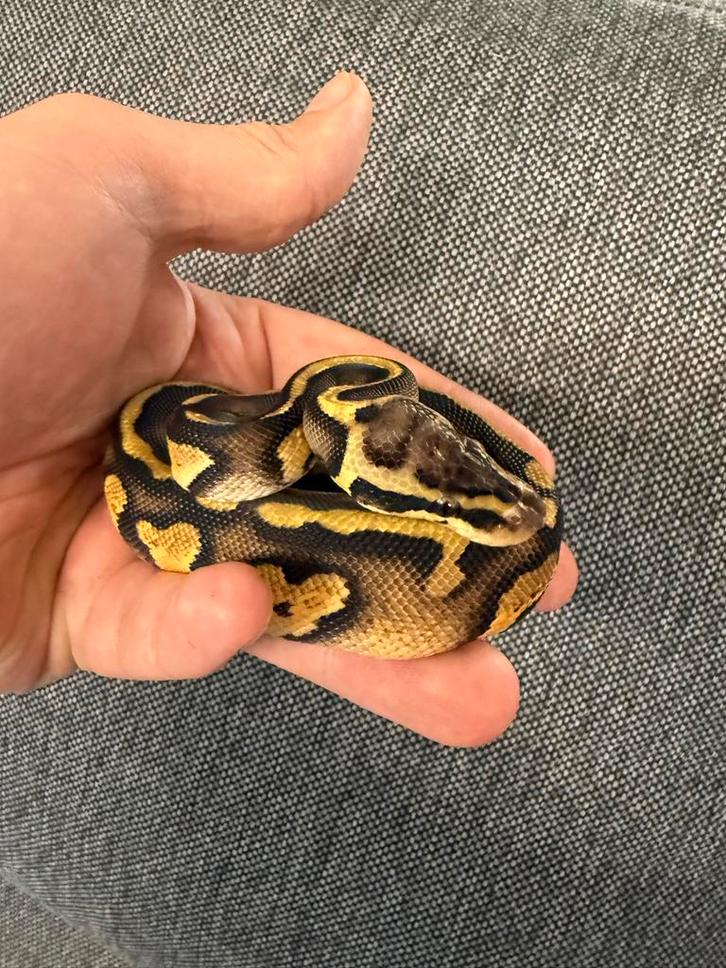 Pastel Stranger 66% het pied 50% het clown, Dieren en Toebehoren, Reptielen en Amfibieën, Slang, 0 tot 2 jaar