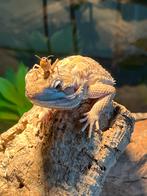 Dwergbaardagaam Desert, Hagedis, Met terrarium, 3 tot 6 jaar