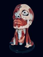 Anatomisch model medisch anatomical hoofd crane mens skull, Ophalen of Verzenden
