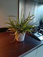 Aloë Vera plant, Ophalen, Halfschaduw, Minder dan 100 cm